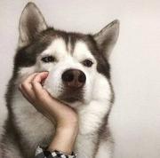 hlz2516的个人资料头像