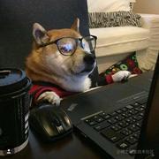 肥羊0817的个人资料头像