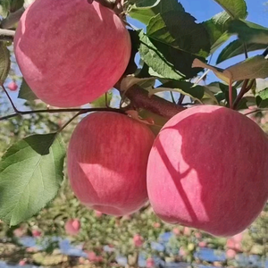 陕西苹果小哥哥头像