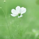 天生莉智的桃李芬芳头像