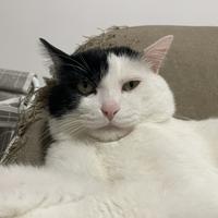 正直的小奶糖头像