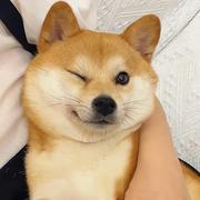 我从远方来的个人资料头像