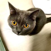 AIlied的个人资料头像