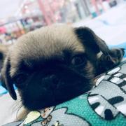 好运爸爸的个人资料头像