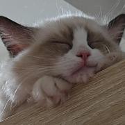 luckycode的个人资料头像