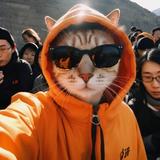 纯情小猫ii头像