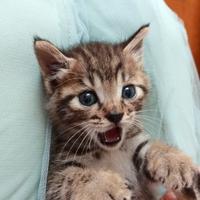 空谷幽灵007头像