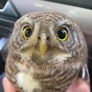 肖永成的个人资料头像