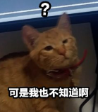 二猫子的个人资料头像