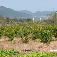 廖老四252头像