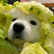 卑微小张92的个人资料头像