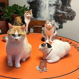 幸福猫狗头像