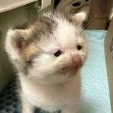小猫猫开大车头像