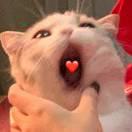 哥哥的虾米的个人资料头像