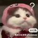 顽强花猫Hs头像