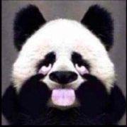 AngryPanda的个人资料头像