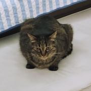 糯米饭团的个人资料头像