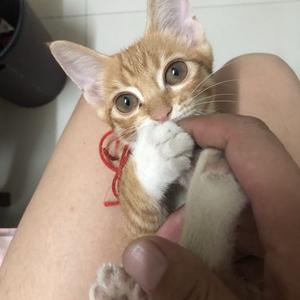 谁家的橘猫头像