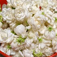 认真的饼干Hw0头像