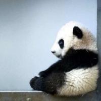 许本林879头像