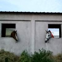 热心观众李师傅头像