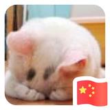 飞行G头像