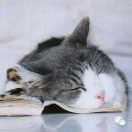 大懒猫的个人资料头像