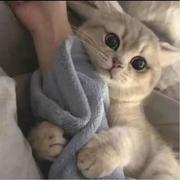 西班牙馅饼1的个人资料头像