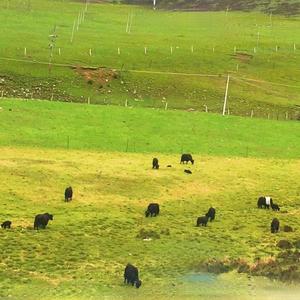 话唠型讲说头像