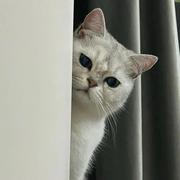 程序员小陈在成都的个人资料头像