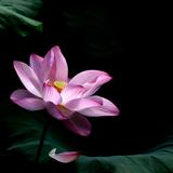 泉城龙哥头像