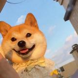 nifuchuvfun头像