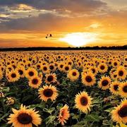 Cicada5691的个人资料头像