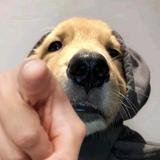 丹拿372关怀所头像