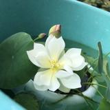 秦岭渡口人头像