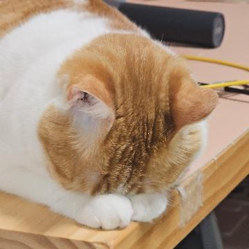 傻狗才只看牌子买车头像