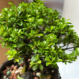 曲靖名车小段头像