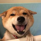 喝兮喝头像