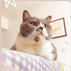 猫小六丫头像