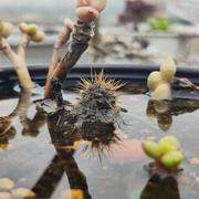 帅气丶汪星人的个人资料头像