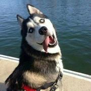 铁锤727的个人资料头像