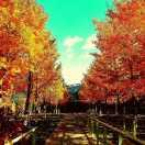 炎炽枫的个人资料头像