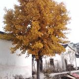 手机用户7815493557头像