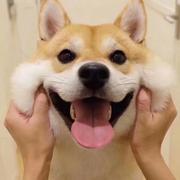 Ido的个人资料头像