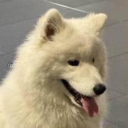 valliam的个人资料头像