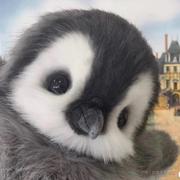 上上签_的个人资料头像