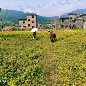 农汁农味英子头像