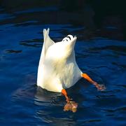 AIDENKAO的个人资料头像