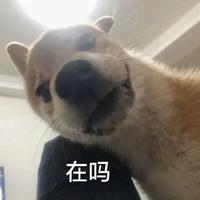 冲锋的橘子头像