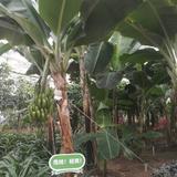 脚踏实地一步到位头像